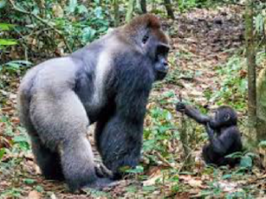 Gorilles Du Cameroun