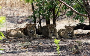 Lion Sauvages De Bouba Ndjida